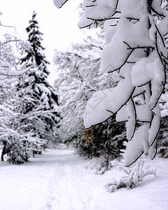 白雪覆盖公园 有树木间的道路森林季节场地蓝色天气白色天空场景国家小路图片