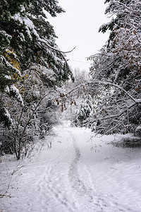 白雪覆盖公园 有树木间的道路白色小路场地国家蓝色天空森林天气场景季节图片