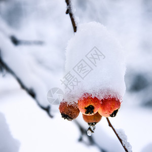 雪下的野苹果图片