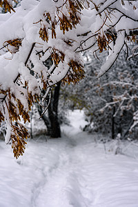 白雪覆盖公园 有树木间的道路场景场地小路天气蓝色白色季节国家森林天空图片
