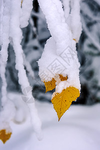 下雪下的秋叶红色天空季节绿色白色衬套黄色美丽植物宏观图片