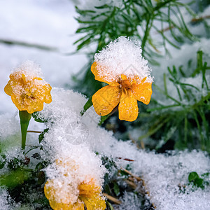 第一场雪下的黄花朵森林橙子植物群花园黄色植物植物学季节白色叶子图片