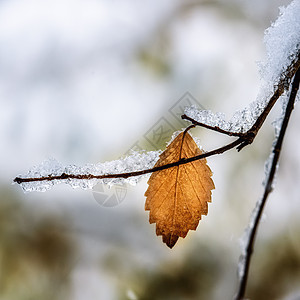 下雪下的秋叶天空衬套植物叶子美丽白色季节宏观绿色红色图片