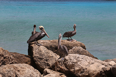 Bonaire岛加勒比海 加勒比鸟鸟自然博内尔岛荒野海鸟动物航班水鸟天空翅膀海岸野生动物动物群图片