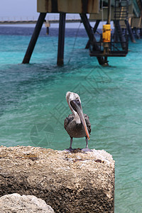 Bonaire岛加勒比海 加勒比鸟鸟自然博内尔岛翅膀羽毛野生动物热带动物海鸟海岸眼睛海洋天空图片