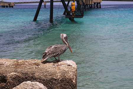 Bonaire岛加勒比海 加勒比鸟鸟自然博内尔岛热带航班水鸟野生动物海洋海岸动物动物群天空海鸟图片