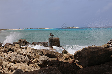 Bonaire岛加勒比海 加勒比鸟鸟自然博内尔岛海洋羽毛蓝色动物群海岸海鸟野生动物翅膀动物热带图片