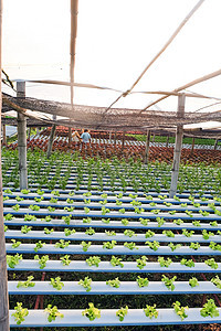 蔬菜养殖场植物风光园艺素食田园公园水培法技术绿色健康饮食图片