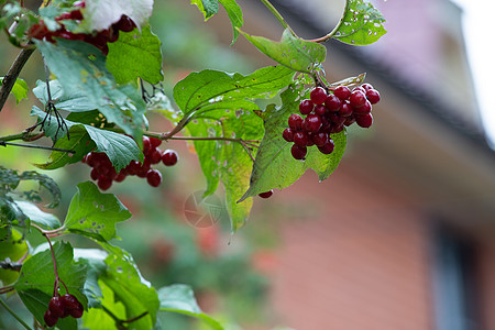 植物园中的红宝石树枝 Viburnum 葡萄酒果子酱和秋天离开室外 在树枝上挂着一串红豆子浆果花园树叶水果衬套植物荚蒾叶子食物收图片
