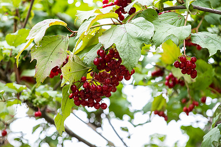 植物园中的红宝石树枝 Viburnum 葡萄酒果子酱和秋天离开室外 在树枝上挂着一串红豆子浆果植物叶子树叶收成水果季节枝条食物衬图片