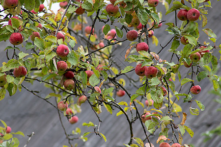 树枝上挂着有机苹果 果园里的苹果 苹果果实特写饮食食物花园叶子花束水果季节收成园艺农业图片