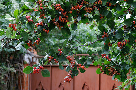 Crataeguus单毛虫的红果 称为hawthorn或单种Hawthorn 可能花园独角兽草本植物森林叶子衬套食物山楂横幅浆果背景图片