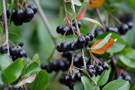 在花园的树枝上 生着窒息莓果实叶子甜点食物果汁水果营养植物灌木树叶荒野图片