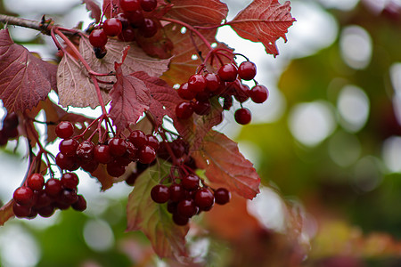 植物园中的红宝石树枝 Viburnum 葡萄酒果子酱和秋天离开室外 在树枝上挂着一串红豆子浆果植物营养水果树叶枝条水滴季节收成植图片