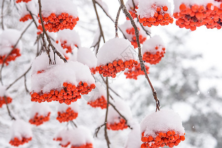 雪下罗万浆果白色衬套公园植物红色森林宏观季节植物群图片