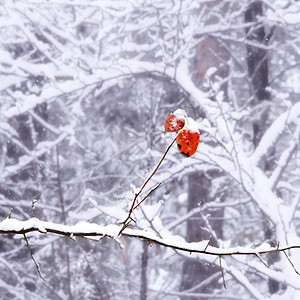 雪树枝上两个橙色叶子图片