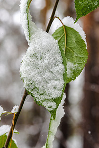 秋叶雪霜冻结的冬天高清图片