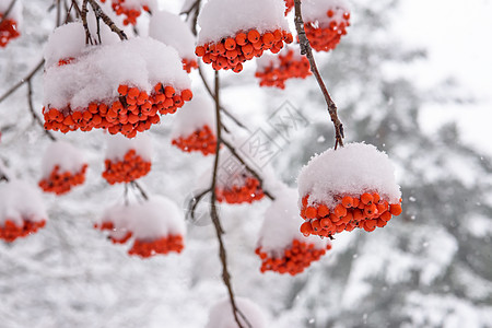 雪下罗万浆果植物森林宏观季节植物群衬套红色公园白色图片