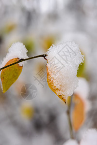 下雪下的秋叶植物叶子季节白色衬套黄色红色绿色美丽天空图片