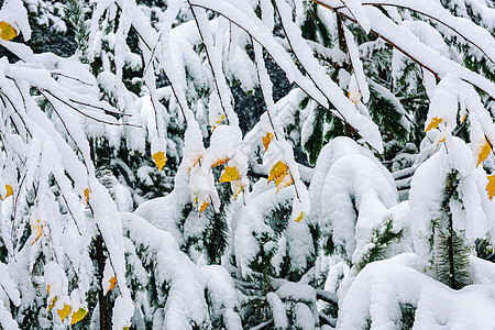 下雪下的秋叶季节天空美丽叶子白色绿色衬套植物红色宏观图片