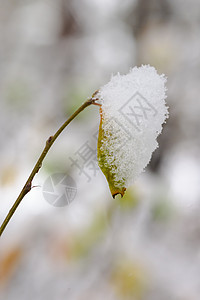 下雪下的秋叶宏观黄色红色白色季节叶子美丽绿色天空衬套图片