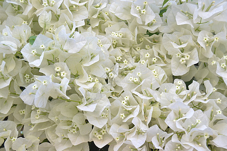 白花花束环境植物花园卡片植物群植物学玫瑰礼物墙纸图片