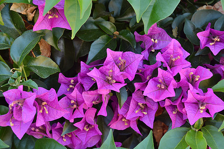 紫花花花瓣花园花序紫丁香花束植物季节植物群植物学紫色图片