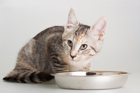 吃饭的可爱小猫哺乳动物红色虎斑黑色灰色宠物动物白色背景图片
