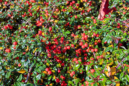 秋天的红草莓浆果园艺花园背景红色灌木植物植物学衬套树叶图片