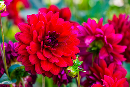一朵盛开的大红色大丽花的特写 美丽的装饰性园林植物 流行的栽培开花植物图片