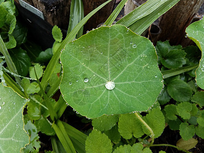 绿植物叶上的水滴图片