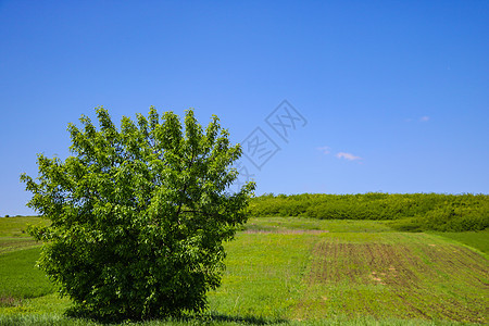 一片草原和蓝天空背景的孤独绿树 自然背景图片