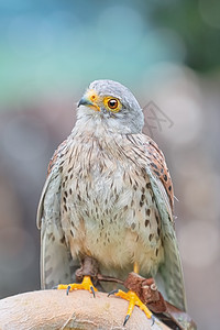 普通 Kestrel棕色野生动物羽毛鸟类账单荒野自然猎物眼睛红隼图片