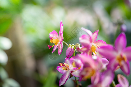 五颜六色的花的背景图片生长花束植物紫色季节宏观花瓣粉色植物群背景图片