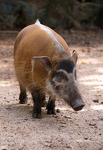 红河猪耳朵动物热带毛皮动物园红色公猪动物群鼻子橙子图片