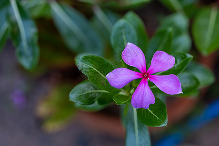 (Vinca未成年人) 夏季花朵是Apocynceae家族中花卉植物的基因图片