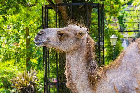 特写骆驼脸 用于旅行 宠物和动物园动物的流行动物图片