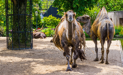 一对骆驼夫妇站在一起 一对向着摄影机 流行宠物和动物园动物走来图片