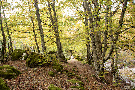 Beech 树林途径森林旅行风景叶子苔藓树干人行道公园丘陵图片