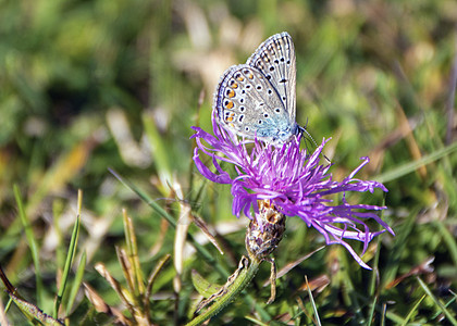 方形上的蝴蝶昆虫季节紫色叶子荒野动物环境植物学花瓣翅膀图片
