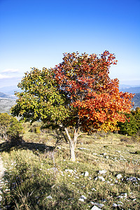 秋叶变色旅行橙子树木小路季节丘陵叶子颜色远足图片