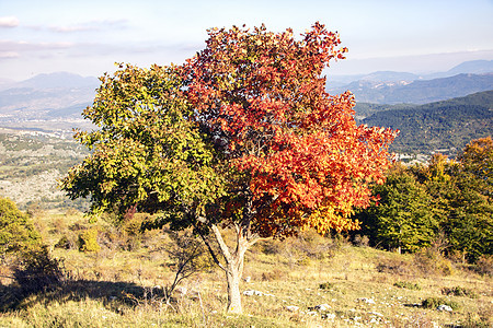 秋叶树木颜色叶子橙子小路植物季节丘陵树叶远足图片