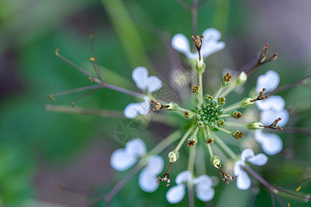 Cleome 相对cosa 植物和背景模糊白花的选定焦点绿色中心水分食物发芽伞形摄影野花植物群荒野草本植物昆虫图片