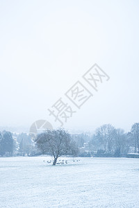 德国Aachen卢斯贝格的雪羊图片