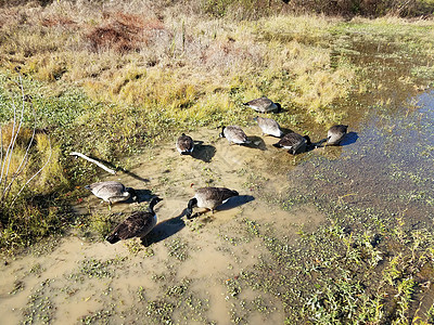 在湿地环境中食用泥土和水的鹅鸟类动物沼泽野生动物图片