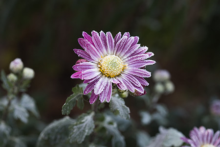 稀有的粉红菊花 秋天的花朵 菊花压痛花瓣天气柔软度投标生长翠菊植物学叶子花园图片