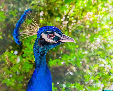 蓝 多彩多彩的印度孔雀 流行装饰性鸟类斑马图片