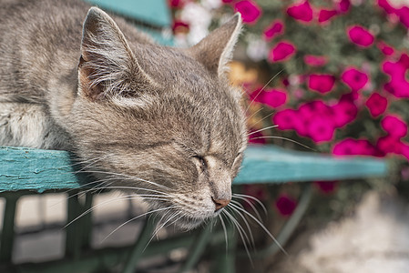 脸上有斑可爱的灰猫坐在户外的木凳上 一只灰猫坐在房子附近的木凳上 这只猫有一双漂亮的黄色眼睛哺乳动物椅子小猫虎斑公园猫咪宠物动物木头乡村背景