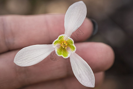 雪花莲春天的花朵 精致的雪花莲花是春天的象征之一 第一朵早期的雪花莲花 早春花园中的白色雪花莲 Galanthis花瓣叶子森林植图片