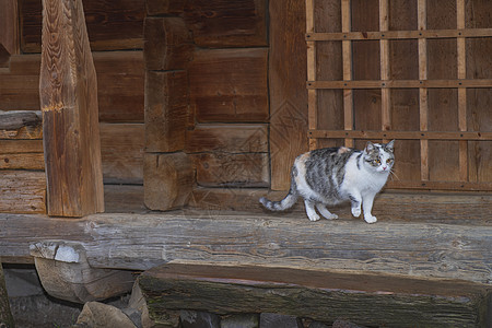 三色漂亮的猫 可爱的灰猫坐在户外的木凳上 一只灰猫坐在房子附近的木凳上图片